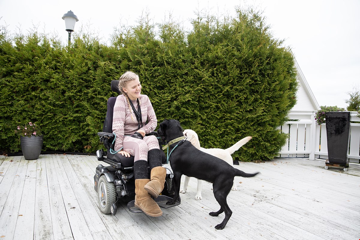 Edda sitter i rullestol og ser ned på to labradorer - en sort og en lys. Hun har lyst hår i fletter og lillamønstret ullundertøy. I bakgrunnen er det en stor, grønn hekk.